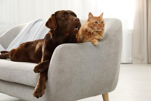 Pet Furniture: Blending Comfort with Style for Your Furry Friends
