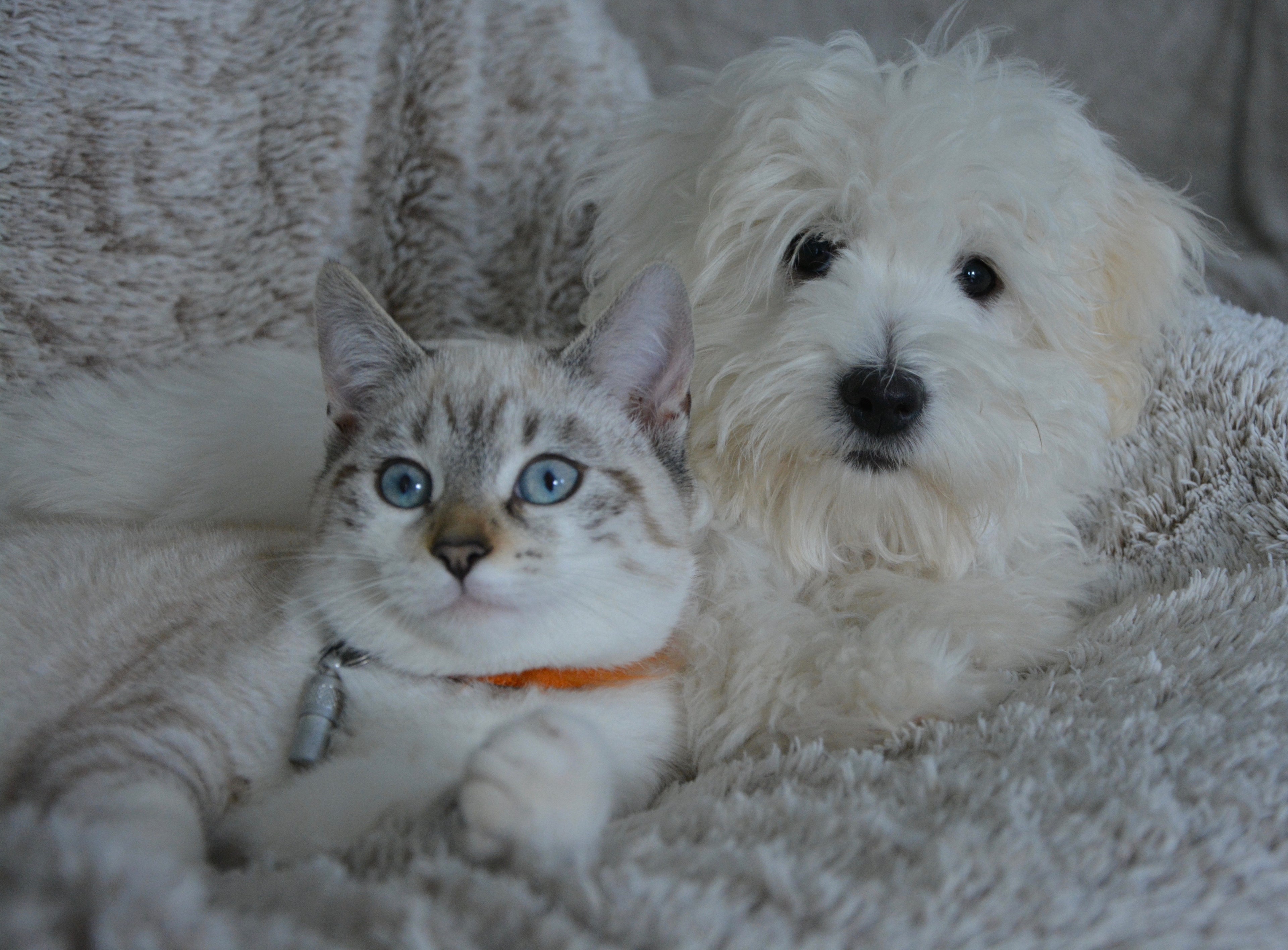 Adorable white kitten with blue eyes and fluffy white puppy snuggled together on a soft beige blanket — perfect visual for pet care, comfort, and bonding products.