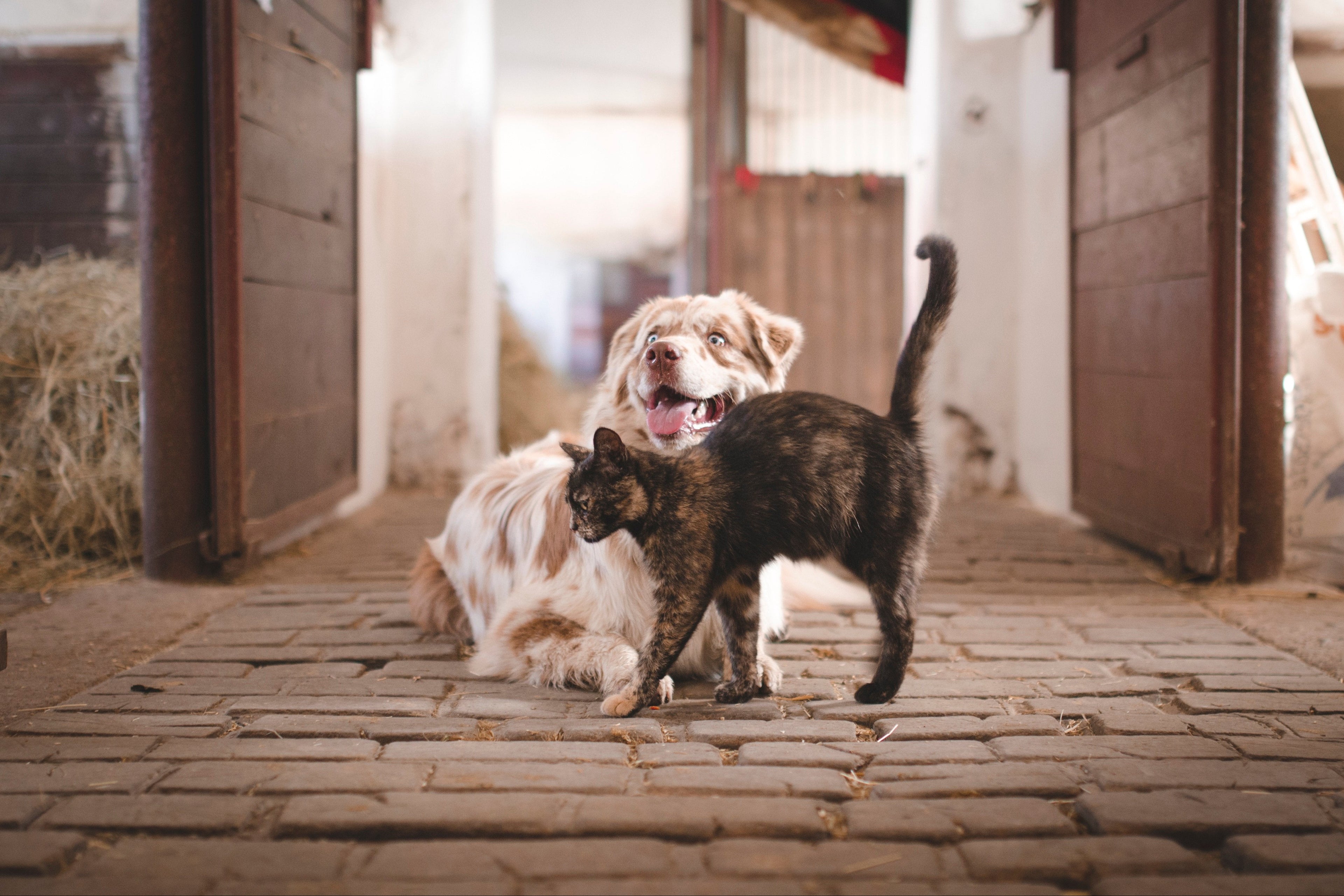 Dog and cat affectionately interacting in a rustic barn setting, showcasing the warmth and harmony of the VLIZ pet lifestyle collection.